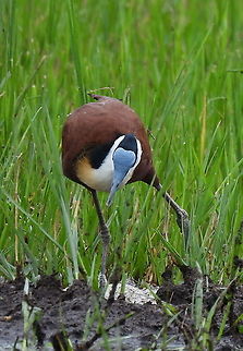 Actophilornis africanus Rwanda, Akagera National Park Actophilornis africanus,African jacana,Geotagged,Rwanda,Spring