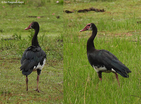 Plectropterus gambensis Rwanda, Akagera National Park Geotagged,Plectropterus gambensis,Rwanda,Spring,Spur-winged goose