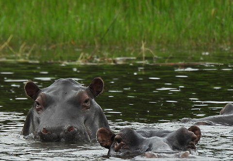 Hippopotamus amphibius Rwanda, Akagera National Park Geotagged,Hippopotamus,Hippopotamus amphibius,Rwanda,Spring