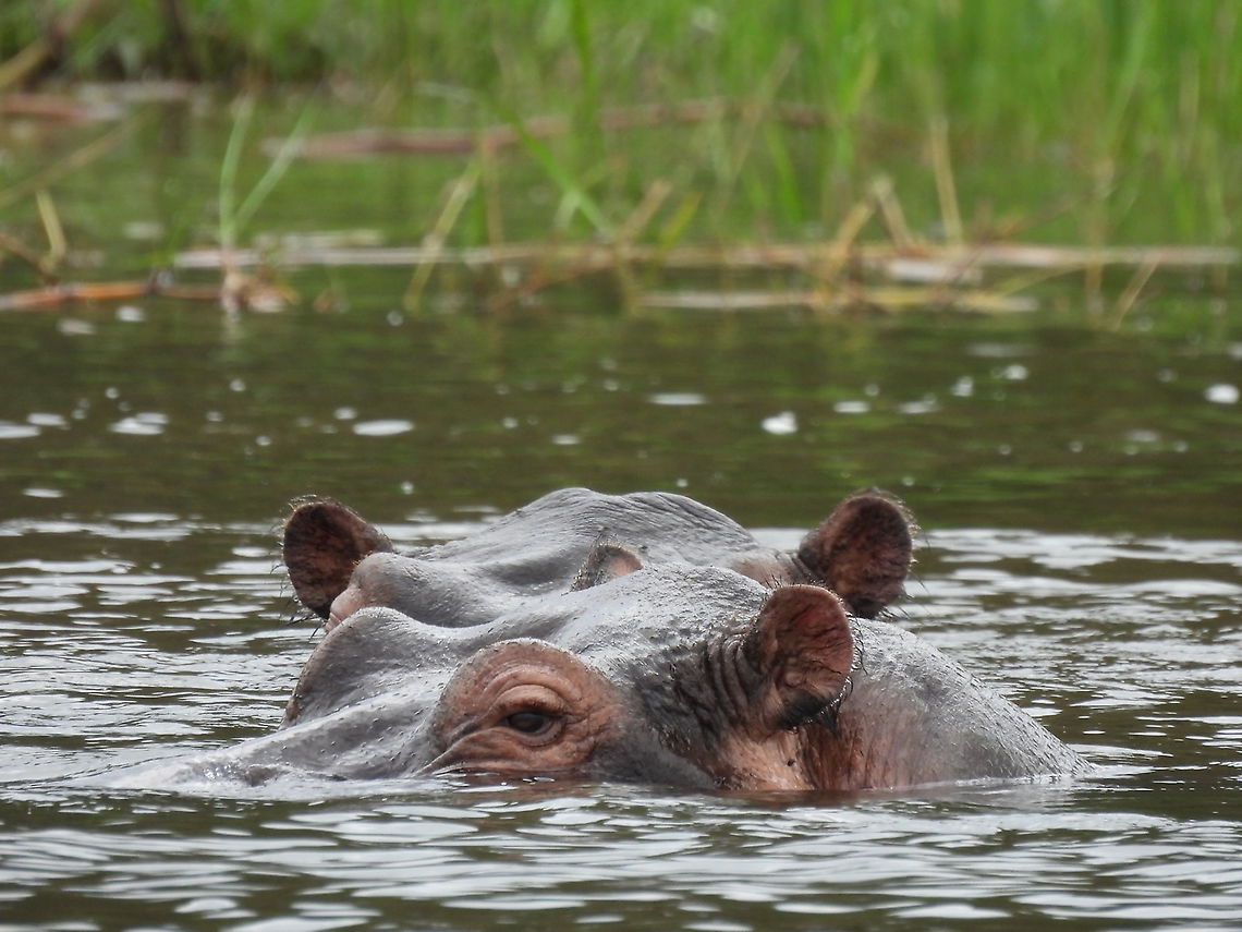 Hippopotamus amphibius Rwanda, Akagera National Park Geotagged,Hippopotamus,Hippopotamus amphibius,Rwanda,Spring