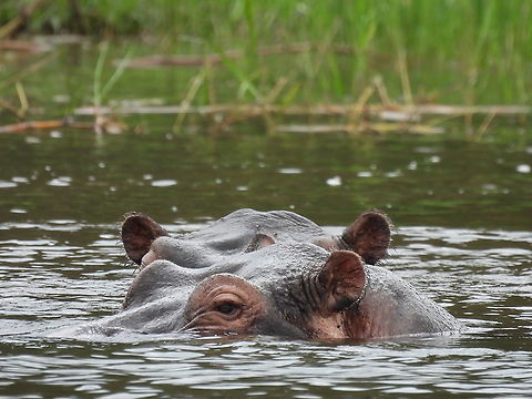 Hippopotamus amphibius Rwanda, Akagera National Park Geotagged,Hippopotamus,Hippopotamus amphibius,Rwanda,Spring