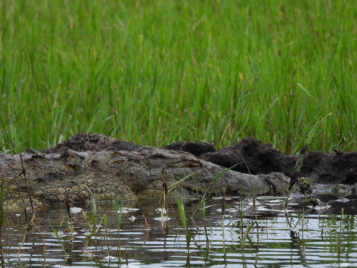Crocodylus niloticus Rwanda, Akagera National Park Crocodylus niloticus,Geotagged,Nile crocodile,Rwanda,Spring