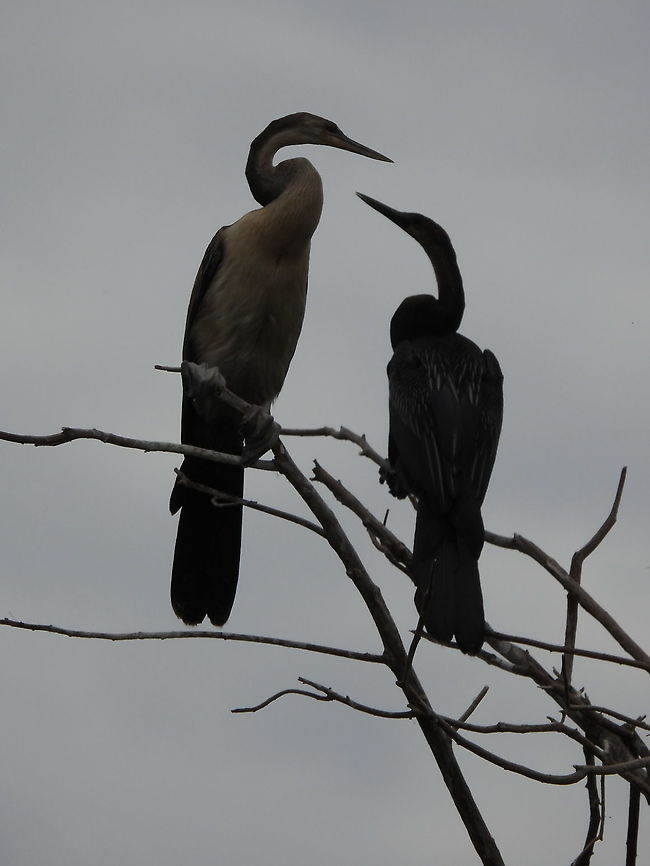 Anhinga rufa Rwanda, Akagera National Park African Darter,Anhinga rufa,Geotagged,Rwanda,Spring