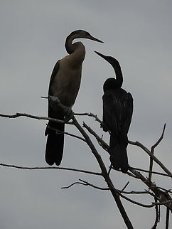 Anhinga rufa Rwanda, Akagera National Park African Darter,Anhinga rufa,Geotagged,Rwanda,Spring