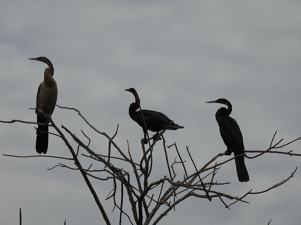 Anhinga rufa Rwanda, Akagera National Park African Darter,Anhinga rufa,Geotagged,Rwanda,Spring