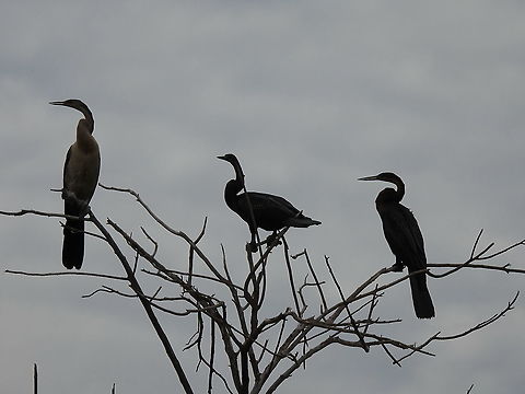 Anhinga rufa Rwanda, Akagera National Park African Darter,Anhinga rufa,Geotagged,Rwanda,Spring