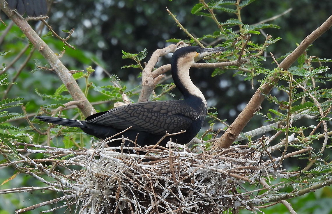 Microcarbo africanus Rwanda, Akagera National Park Geotagged,Microcarbo africanus,Reed cormorant,Rwanda,Spring