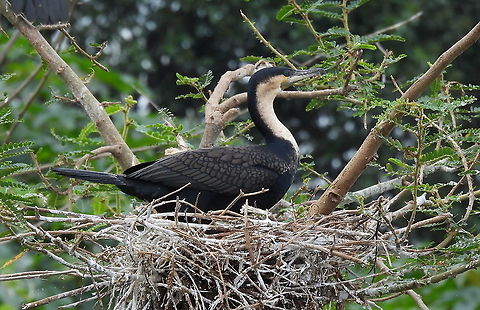 Microcarbo africanus Rwanda, Akagera National Park Geotagged,Microcarbo africanus,Reed cormorant,Rwanda,Spring