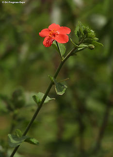 Hibiscus aponeurus Rwanda, Akagera National Park Geotagged,Hibiscus aponeurus,Rwanda,Spring