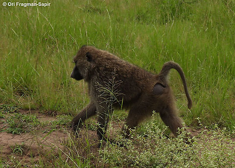 Papio anubis Rwanda, Akagera National Park Geotagged,Olive baboon,Papio anubis,Rwanda,Spring