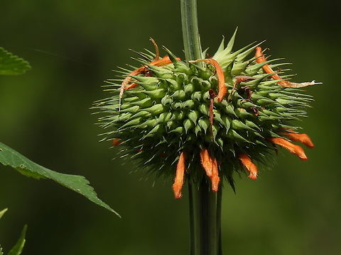 Leonotis nepetifolia Rwanda, Akagera National Park Geotagged,Leonotis nepetifolia,Rwanda,Spring