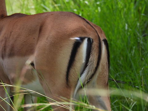 Impala Rwanda, Akagera National Park Aepyceros melampus,Geotagged,Impala,Rwanda,Spring