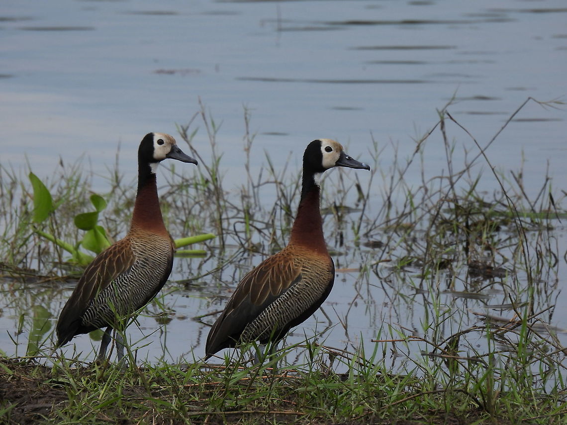 Dendrocygna viduata Rwanda, Akagera National Park Dendrocygna viduata,Geotagged,Rwanda,Spring,White-faced Whistling Duck