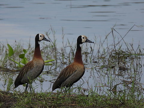 Dendrocygna viduata Rwanda, Akagera National Park Dendrocygna viduata,Geotagged,Rwanda,Spring,White-faced Whistling Duck