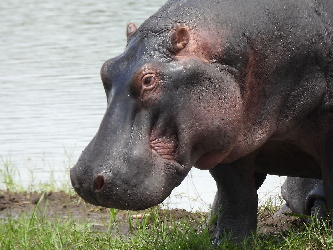 Hippopotamus amphibius Rwanda, Akagera National Park Geotagged,Hippopotamus,Hippopotamus amphibius,Rwanda,Spring