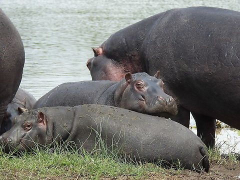 Hippopotamus amphibius Rwanda, Akagera National Park Geotagged,Hippopotamus,Hippopotamus amphibius,Rwanda,Spring