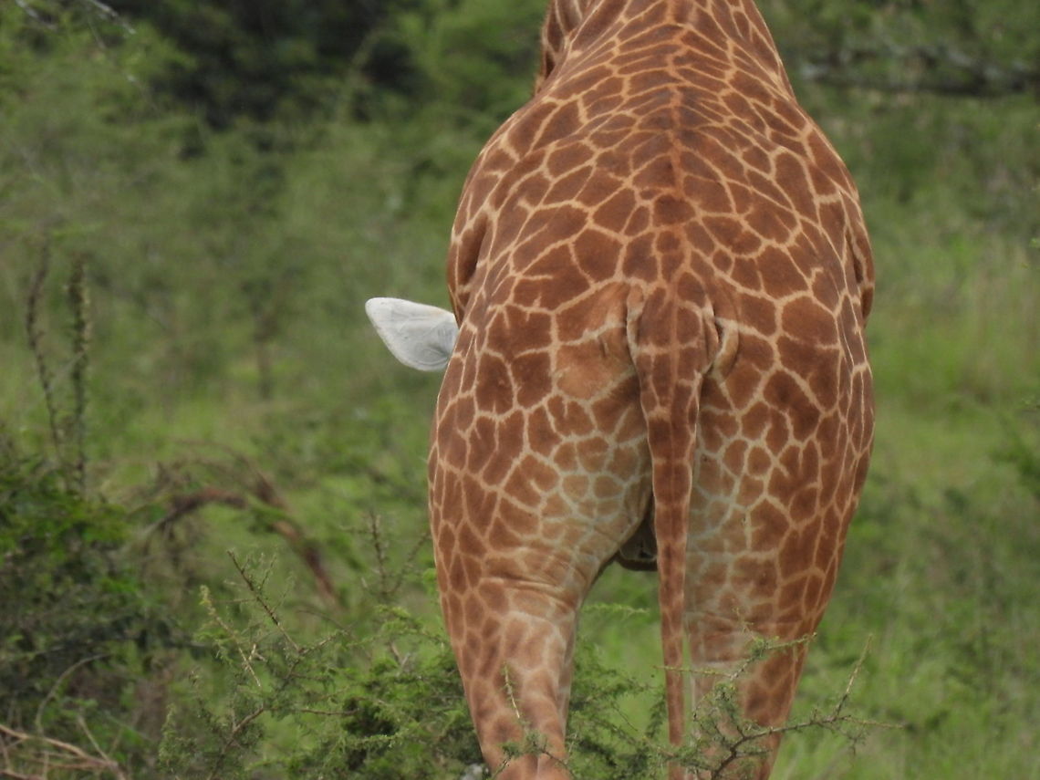 Giraffa camelopardalis tippelskirchi Rwanda, Akagera National Park Geotagged,Giraffa camelopardalis tippelskirchi,Maasai Giraffe,Rwanda,Spring
