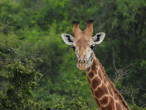 Giraffa camelopardalis tippelskirchi Rwanda, Akagera National Park Geotagged,Giraffa camelopardalis tippelskirchi,Maasai Giraffe,Rwanda,Spring