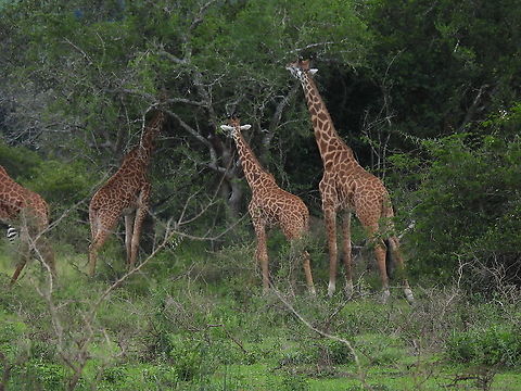 Giraffa camelopardalis tippelskirchi Rwanda, Akagera National Park Geotagged,Giraffa camelopardalis tippelskirchi,Maasai Giraffe,Rwanda,Spring