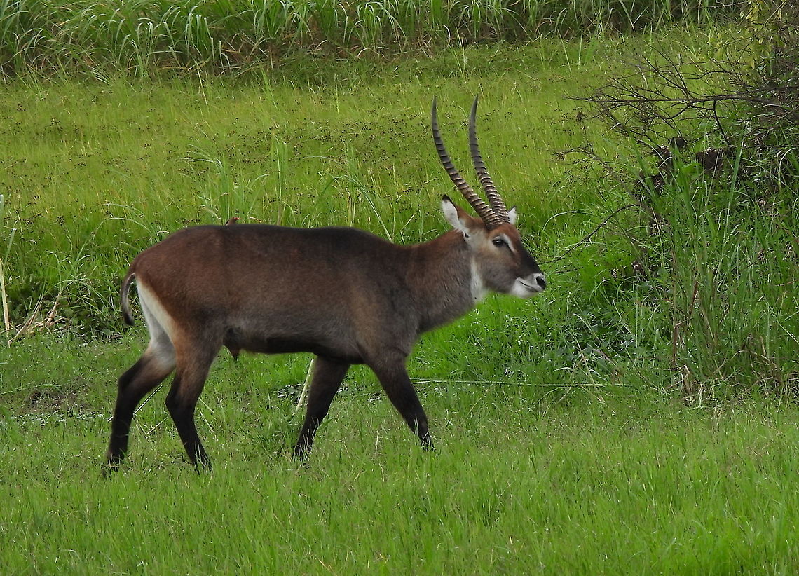Kobus ellipsiprymnus Rwanda, Akagera National Park Geotagged,Kobus ellipsiprymnus,Rwanda,Spring,Waterbuck