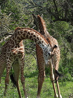 Giraffa camelopardalis tippelskirchi  Giraffa camelopardalis tippelskirchi,Maasai Giraffe