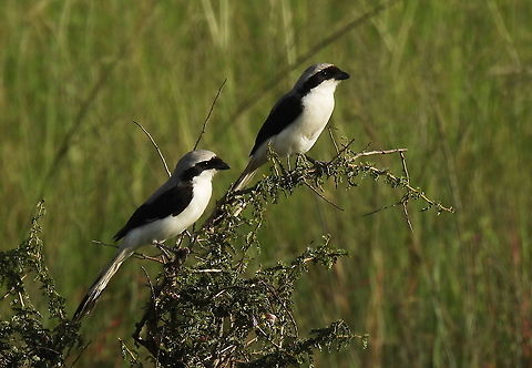 Lanius excubitoroides Rwanda, Akagera National Park Geotagged,Grey-backed fiscal,Lanius excubitoroides,Rwanda,Spring