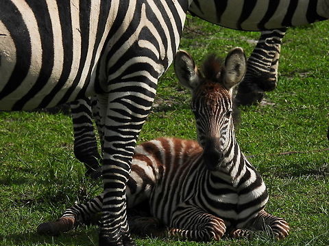 Equus quagga Rwanda, Akagera National Park Equus quagga,Equus zebra,Geotagged,Mountain zebra,Plains zebra,Rwanda,Spring