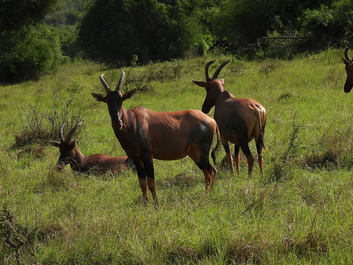 Damaliscus lunatus Rwanda, Akagera National Park Common tsessebe,Damaliscus lunatus,Geotagged,Rwanda,Spring
