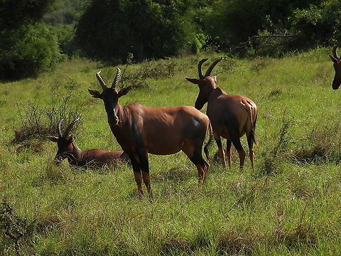 Damaliscus lunatus Rwanda, Akagera National Park Common tsessebe,Damaliscus lunatus,Geotagged,Rwanda,Spring