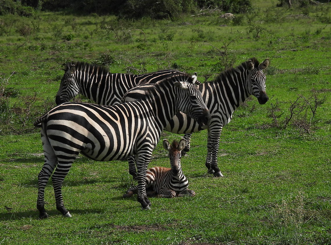Equus quagga Rwanda, Akagera National Park Equus quagga,Equus zebra,Geotagged,Mountain zebra,Plains zebra,Rwanda,Spring