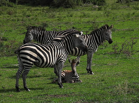 Equus quagga Rwanda, Akagera National Park Equus quagga,Equus zebra,Geotagged,Mountain zebra,Plains zebra,Rwanda,Spring