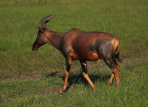 Damaliscus lunatus Rwanda, Akagera National Park Common tsessebe,Damaliscus lunatus,Geotagged,Rwanda,Spring