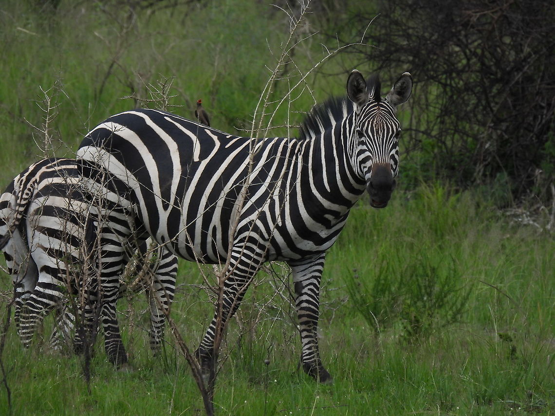 Equus quagga  Equus quagga,Equus zebra,Mountain zebra,Plains zebra