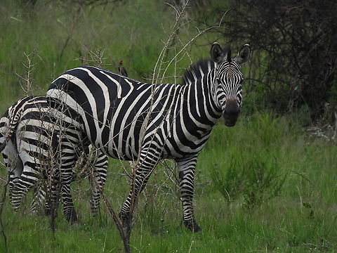 Equus quagga  Equus quagga,Equus zebra,Mountain zebra,Plains zebra