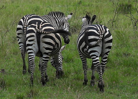 Equus quagga  Equus quagga,Equus zebra,Mountain zebra,Plains zebra