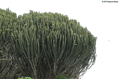 Euphorbia candelabrum Rwanda_ Akagera National Park Euphorbia candelabrum,Geotagged,Rwanda,Spring