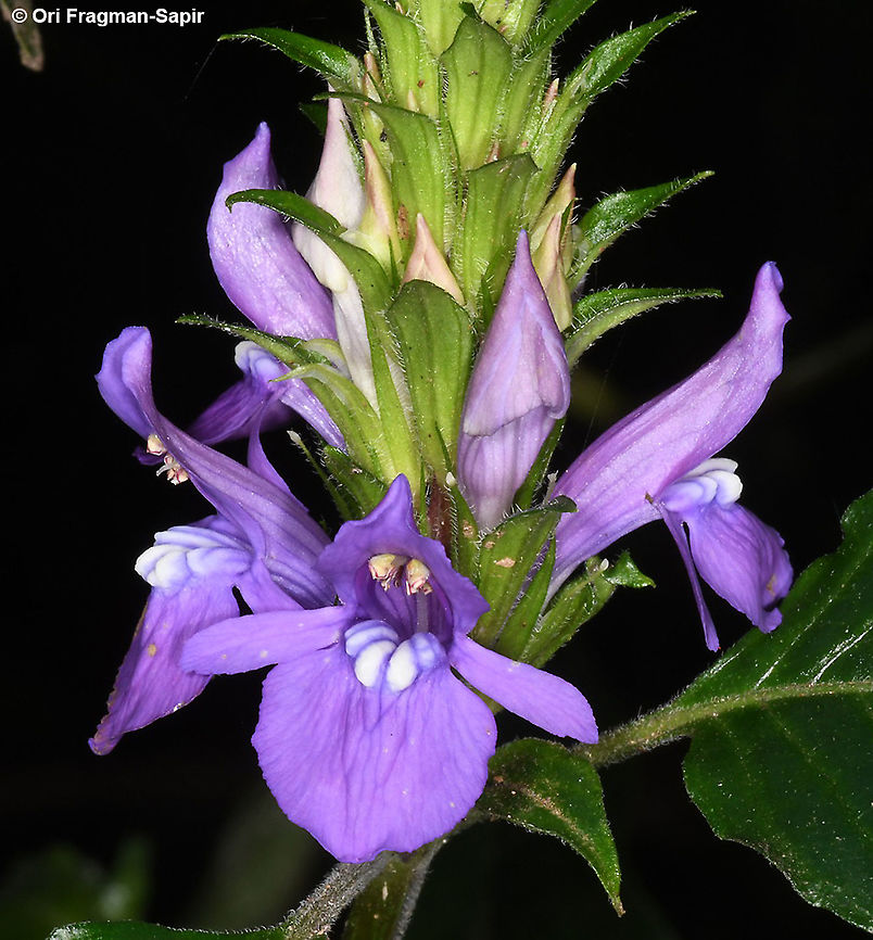 Anisosepalum humbertii Rwanda, Nyungwe cannopy walk Anisosepalum humbertii,Geotagged,Rwanda,Spring