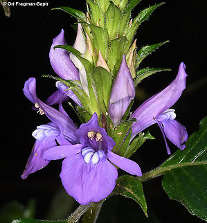 Anisosepalum humbertii