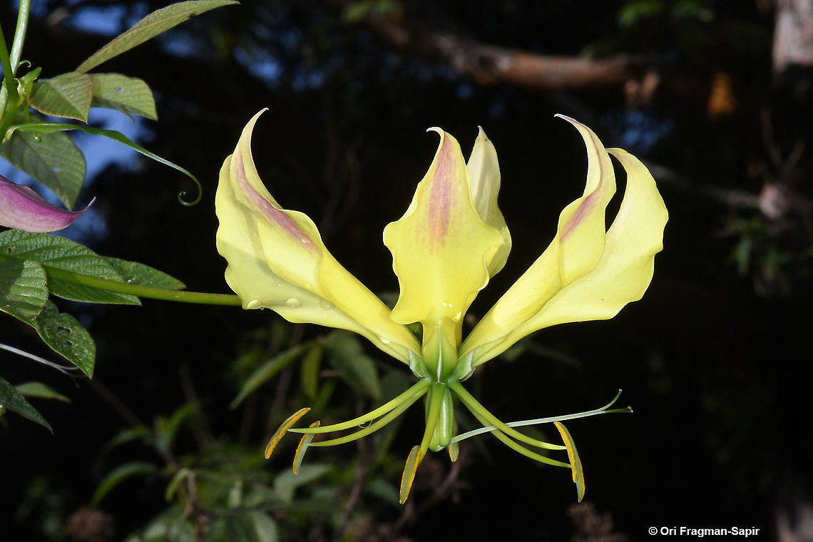 Gloriosa superba  Geotagged,Gloriosa superba,Rwanda,Spring