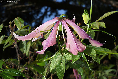 Gloriosa superba  Geotagged,Gloriosa superba,Rwanda,Spring
