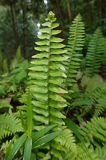 Nephrolepis exaltata  Geotagged,Nephrolepis exaltata,Rwanda,Spring,Sword fern