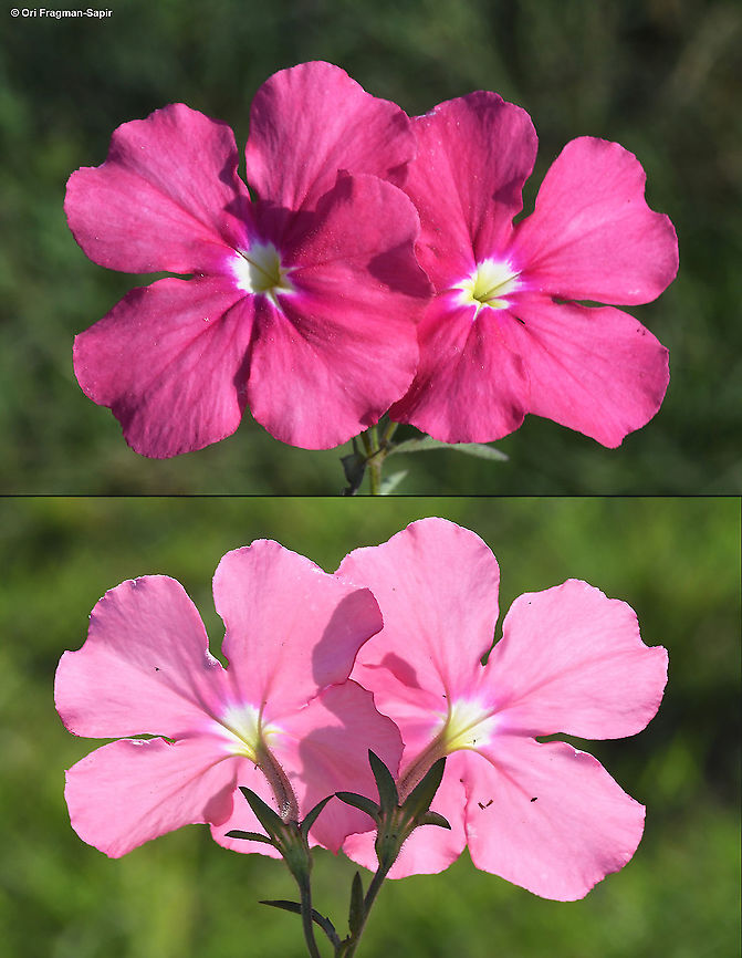 Cycnium tubulosum Rwanda, Akagera National Park Cycnium tubulosum,Geotagged,Rwanda,Spring,Vlei ink-flower