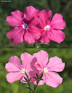 Cycnium tubulosum Rwanda, Akagera National Park Cycnium tubulosum,Geotagged,Rwanda,Spring,Vlei ink-flower