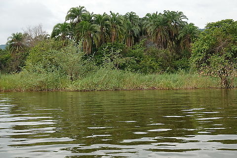Phoenix reclinata Rwanda, Akagera National Park Geotagged,Phoenix reclinata,Reclining Date Palm,Rwanda,Spring
