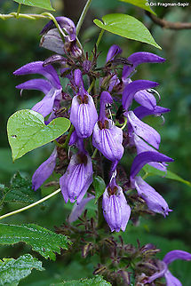 Brillantaisia nitens                                 Brillantaisia nitens,Geotagged,Rwanda,Spring