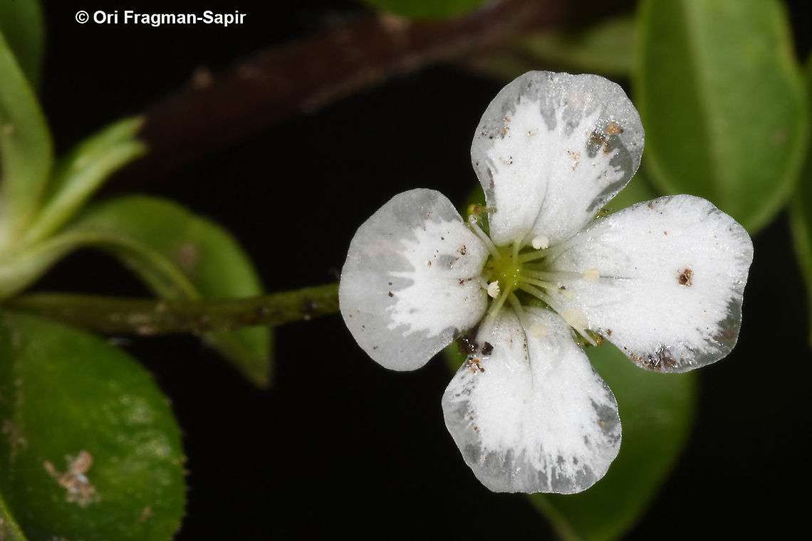 Uebelinia kiwuensis  Geotagged,Rwanda,Spring,Uebelinia kiwuensis