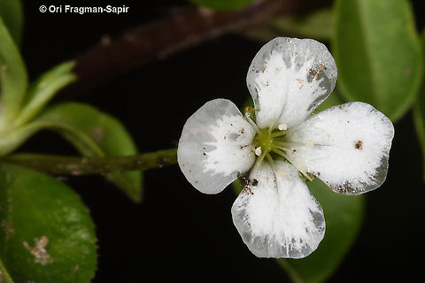 Uebelinia kiwuensis  Geotagged,Rwanda,Spring,Uebelinia kiwuensis
