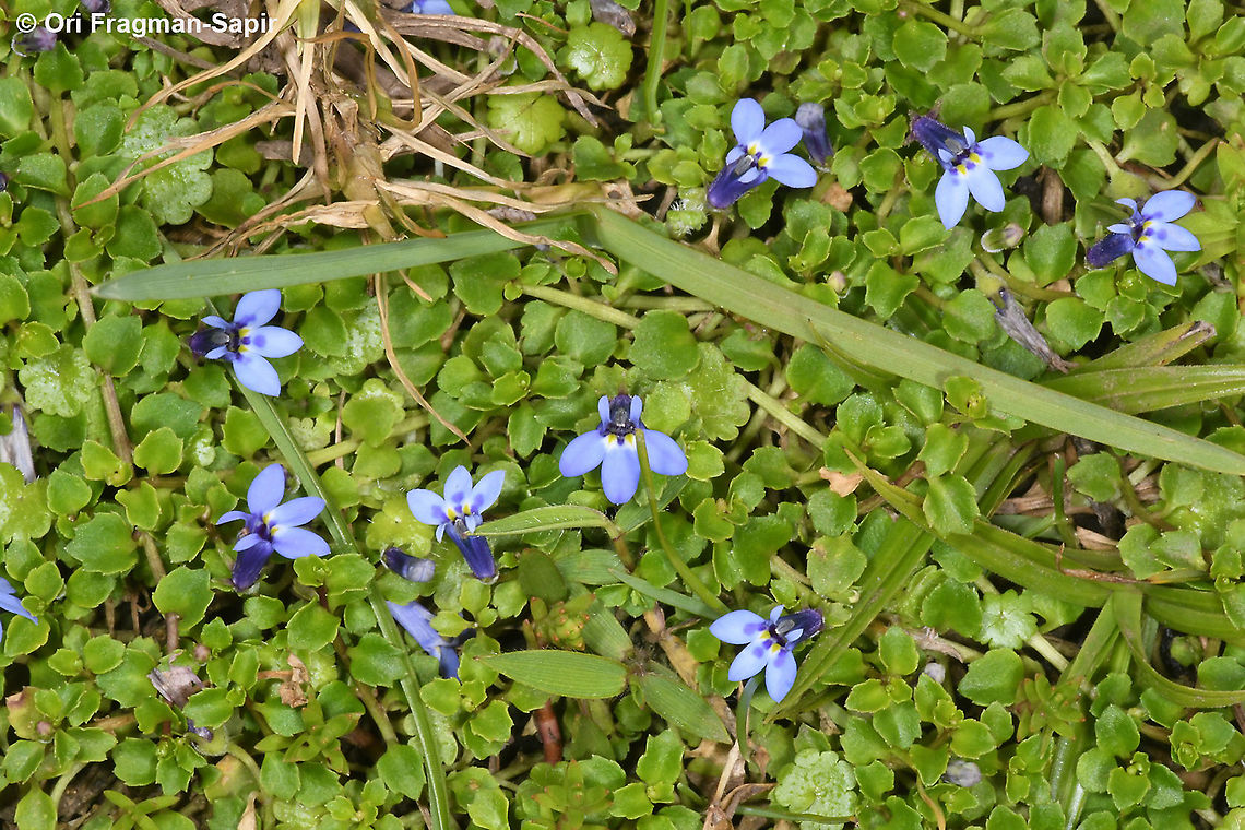 Lobelia minutula  Geotagged,Lobelia minutula,Rwanda,Spring