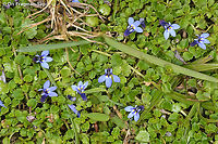 Lobelia minutula  Geotagged,Lobelia minutula,Rwanda,Spring