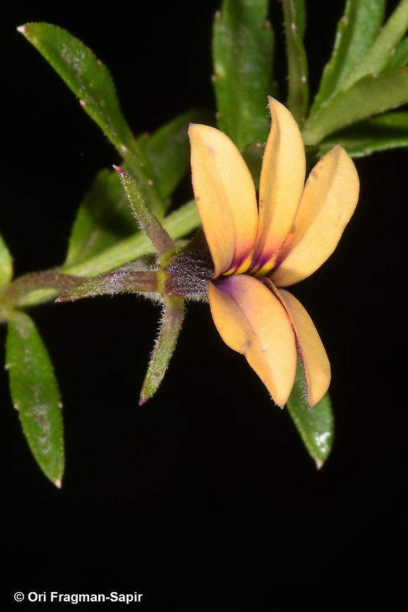 Monopsis stellarioides  Geotagged,Monopsis stellarioides,Rwanda,Spring